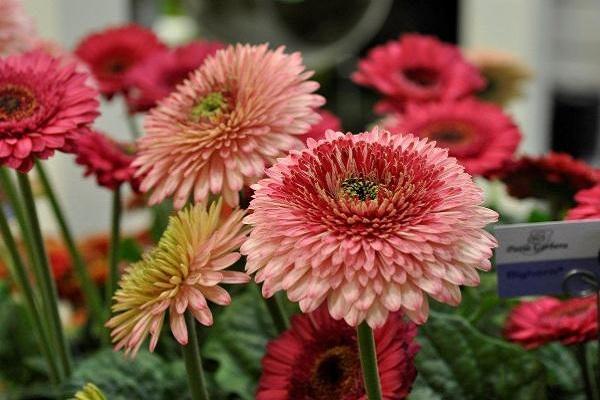 indoor gerbera