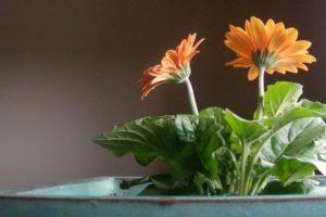 Descripción de variedades de gerbera de interior, cultivo y cuidado, enfermedades y plagas.