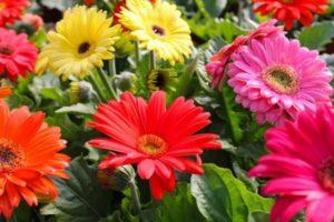 Menanam, menanam dan merawat gerbera di luar rumah di kebun