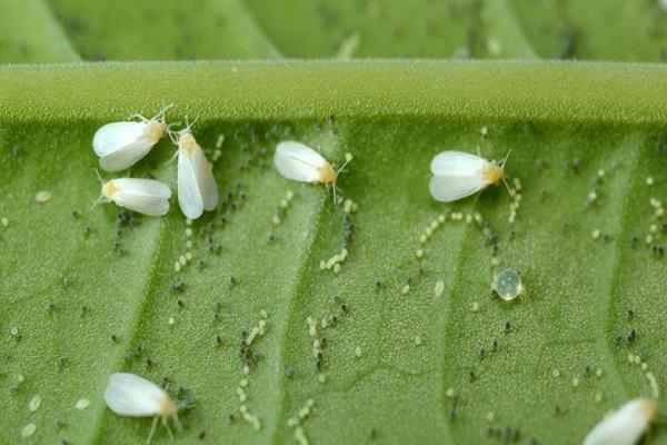 apariencia de mosca blanca