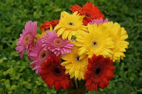 a bouquet of seedlings