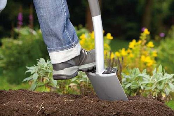 planting gerbera