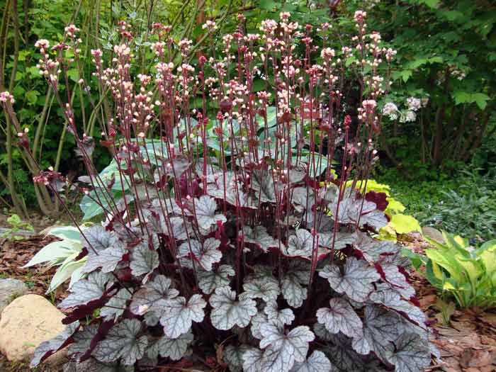 buisson de heuchera