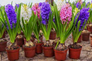 How to plant, grow and care for a hyacinth at home in a pot