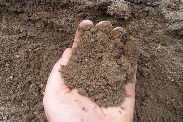 sandy loam soil