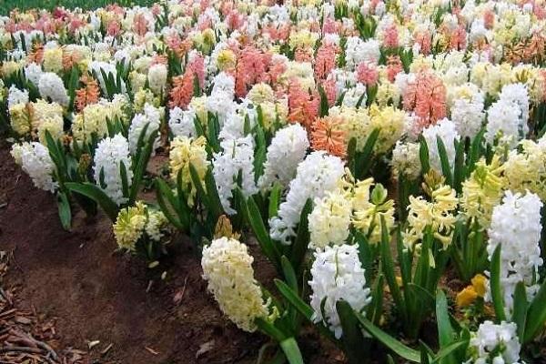 alimentando flores