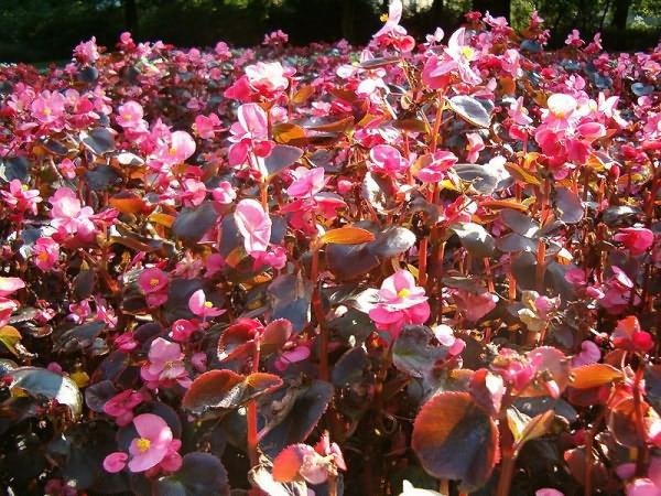 nourrir les bégonias