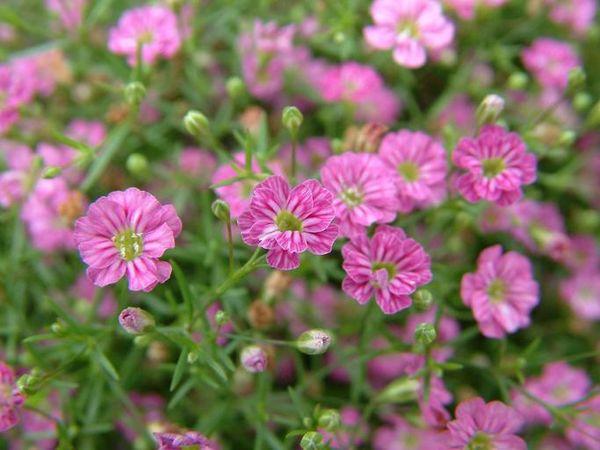 Gypsophila arrastrándose