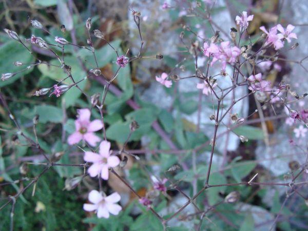 Gypsophila pacific