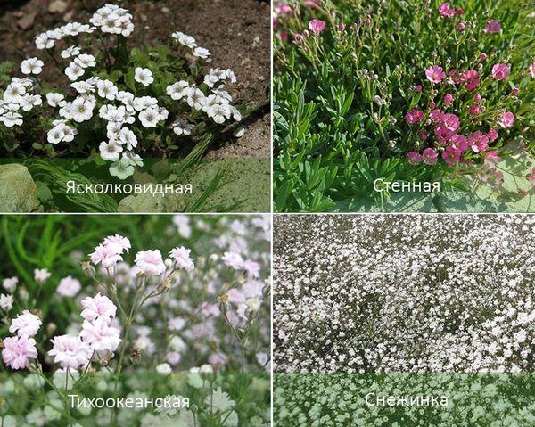 Gypsophila veislės