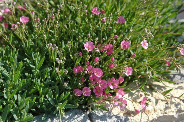 Pared gypsophila