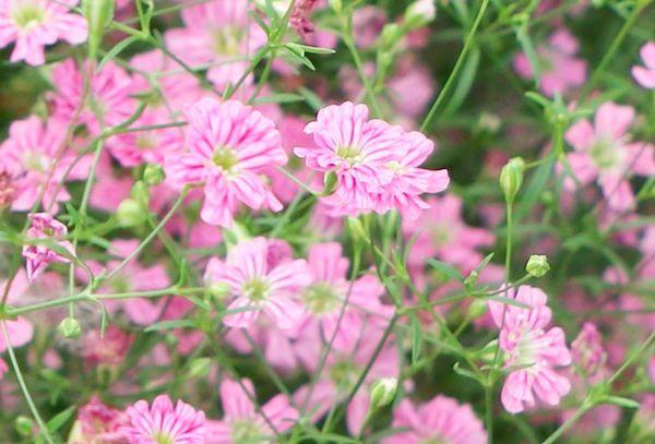 Gypsophila flower