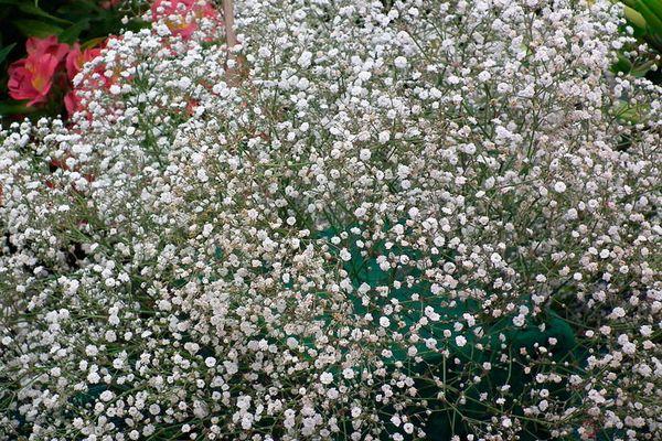 Gypsophila graceful