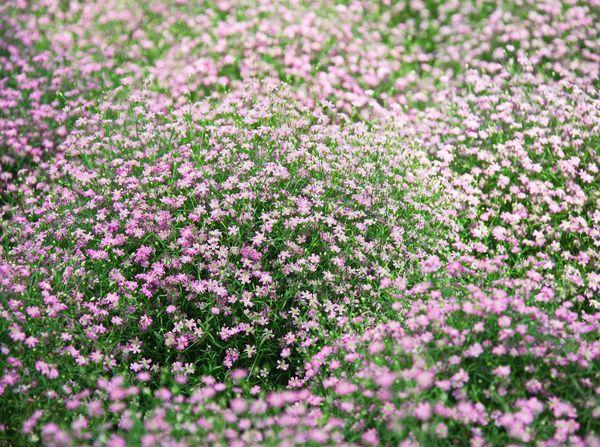 Gypsophile sphérique