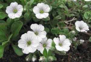 Descripción de 26 variedades y tipos de gypsophila perenne, reglas de plantación y cuidado.