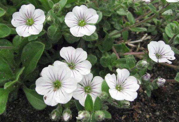 Gypsophila yaskolokovidny