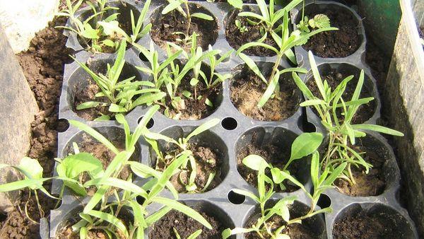  gypsophila shoots