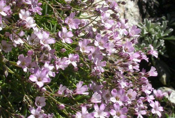 Gypsophila Gentle