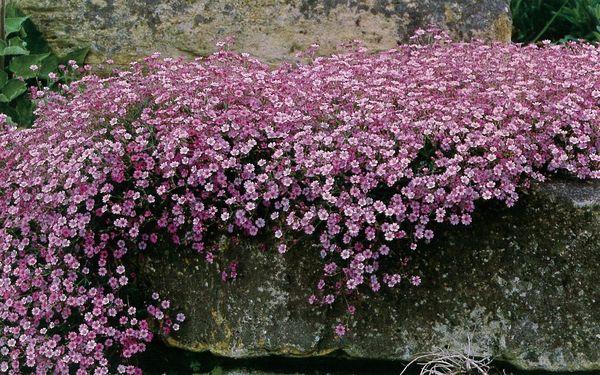 Gypsophile de mur