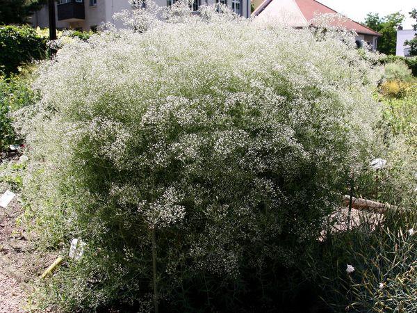 Toile d'araignée Gypsophila