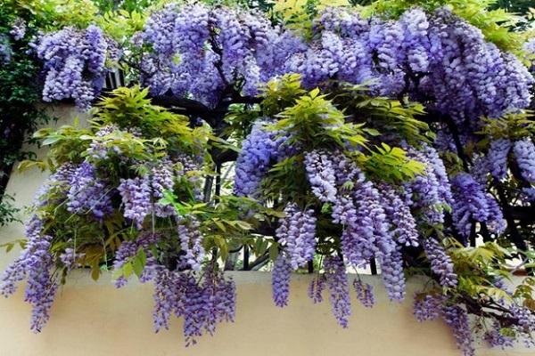 flowering bunches