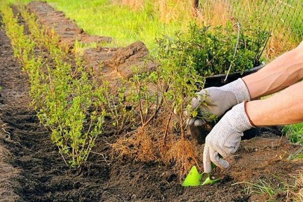 planting process