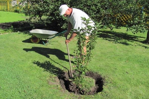 Transplantacija Galicije