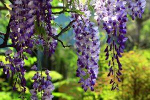 Opis i karakteristike sorte Blue Moon wisteria, sadnja i njega