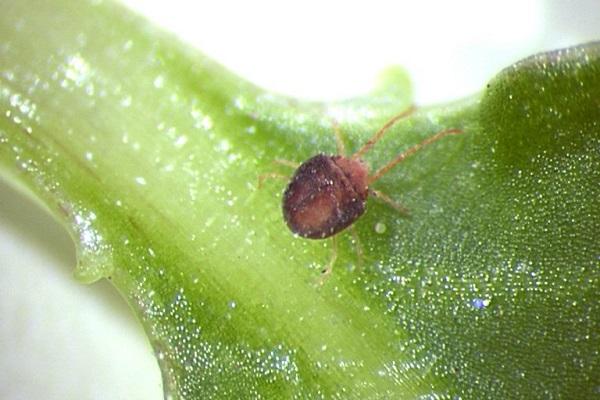 clover mite