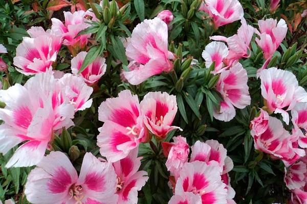 godetia à grandes fleurs