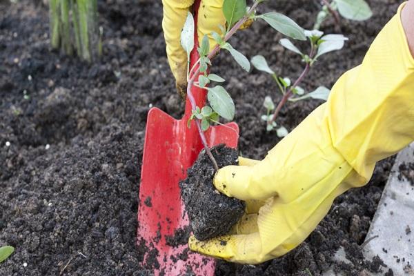 planter une fleur