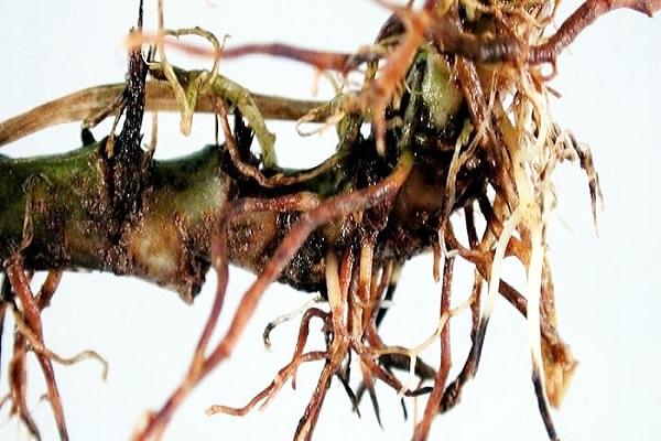 root rot