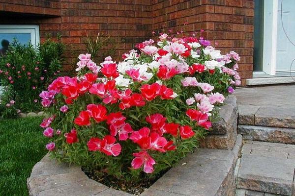 flowerbed design