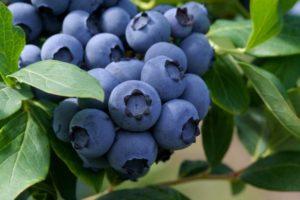 How to plant and grow blueberries from seeds at home