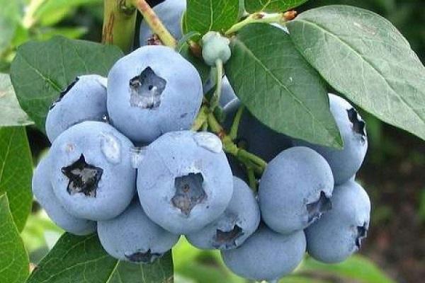 fruiting blueberries