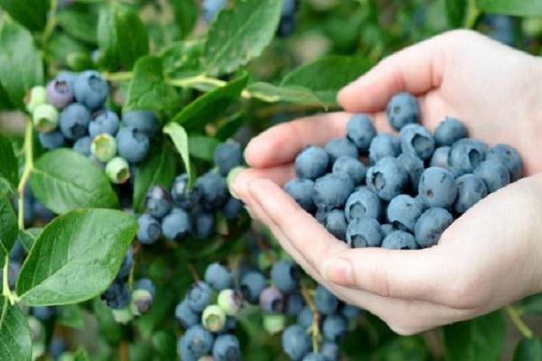 harvest hands