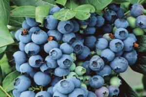 Beschrijving en kenmerken van de Bluegold blueberry-variëteit, plantregels en verzorging