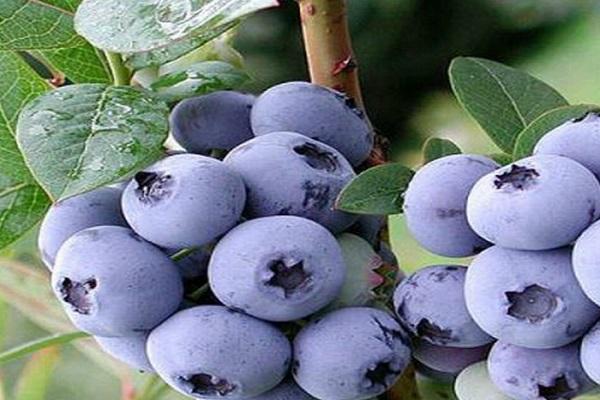 blueberries in the garden