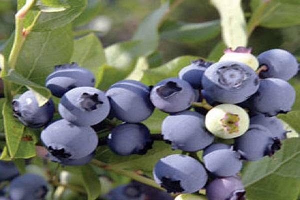 candelier blueberry