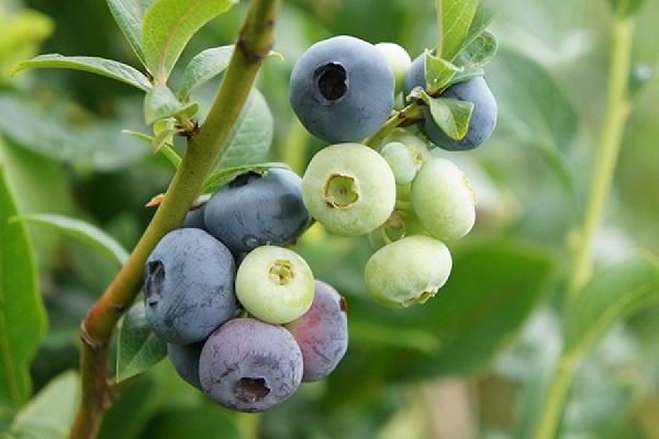 fruiting on branches