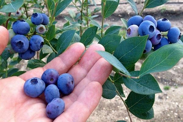 fresh berries