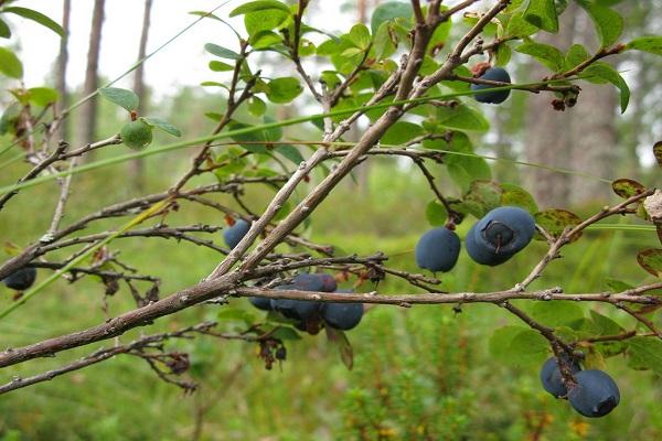 forest berry