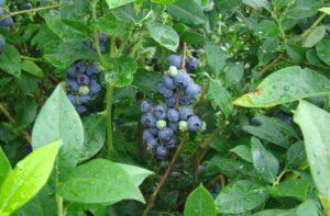 Descripción y características de los arándanos Denis Blue, plantación y cuidado.