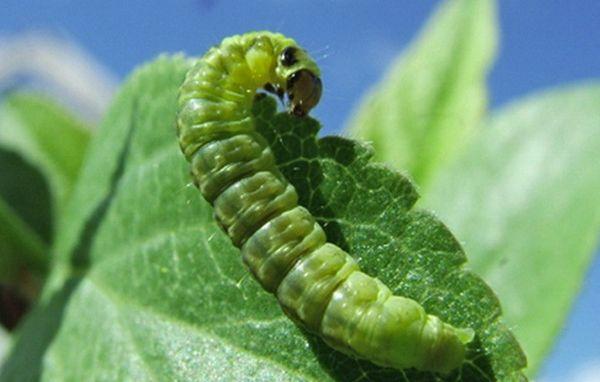 oruga en una hoja