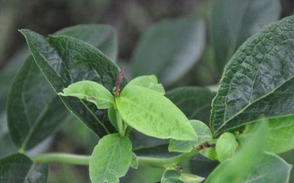 blueberry leaves