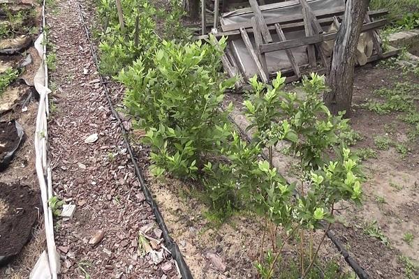 formative pruning