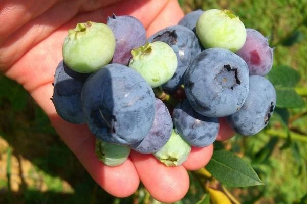 ripening of blueberries