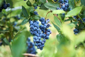 Description et caractéristiques de la variété de myrtille Elizabeth, règles de plantation et soins