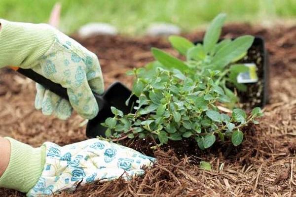 loosening the beds