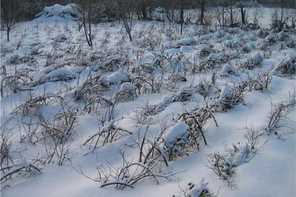 planta bajo la nieve